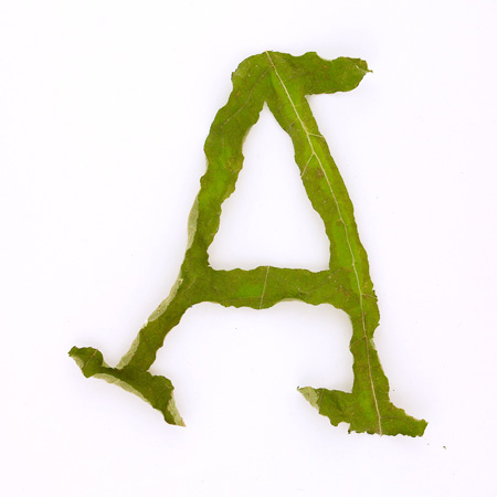 dzn_jelte_van_abbema_leaf_2jpg.jpg